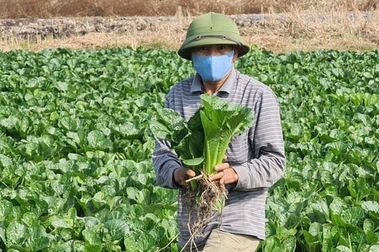 Tứ Kỳ phấn đấu giá trị sản xuất/ha đất nông nghiệp đạt 165 triệu đồng