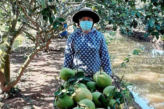 Thanh Ha to have 335 more ha of fruit trees following VietGAP standard