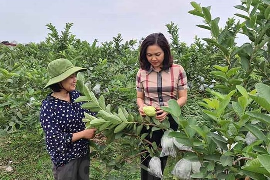 Thanh Hà mở rộng thêm 335 ha cây ăn quả theo tiêu chuẩn VietGAP