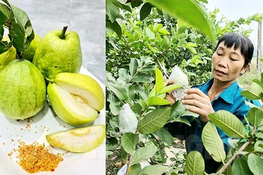 [Video] Ngọt thơm ổi lê Thất Hùng