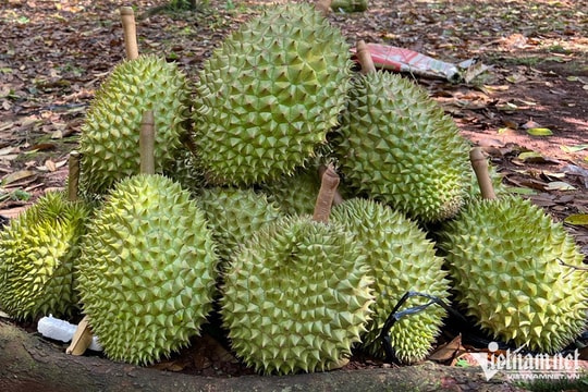 Kỷ lục chưa từng có, xuất khẩu sầu riêng sang Trung Quốc tăng 4.120%
