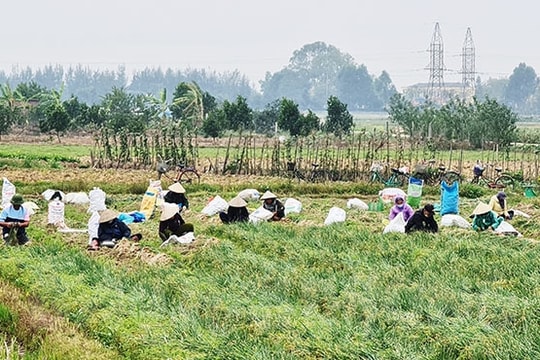 Nam Sách lần đầu quy hoạch vùng trồng hành VietGAP