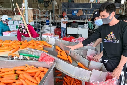 RoK lifts ban on import of Vietnamese carrots
