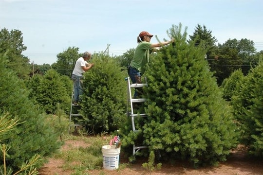 6 cách tái sử dụng cây thông Noel sau ngày lễ