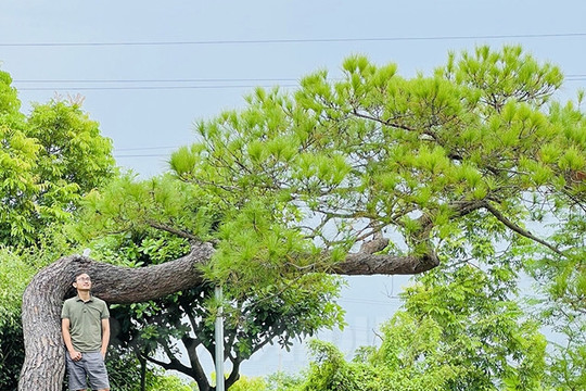 Độc đáo thú chơi cây thông ở Chí Linh