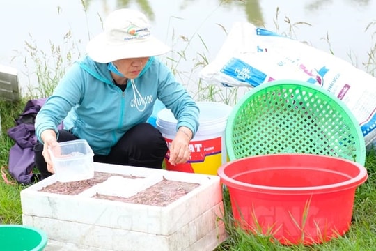 Sản lượng rươi ở Tứ Kỳ tăng khoảng 40 tấn