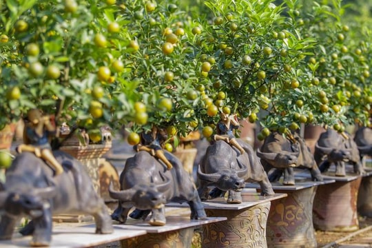 Khách săn mua quất bonsai dáng độc, giá tiền triệu chơi Tết