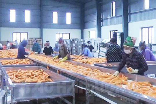 Nine South Korean businesses contract for underwriting of Duc Chinh carrots