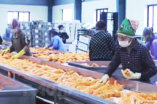 9 doanh nghiệp Hàn Quốc ký hợp đồng bao tiêu cà rốt Đức Chính