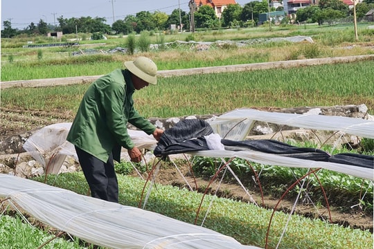 Chủ động chống rét cho cây trồng