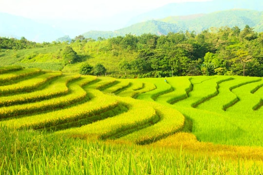 Mê đắm Y Tý