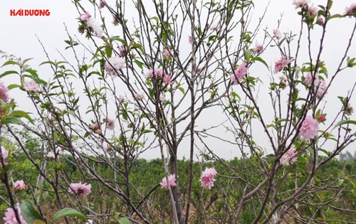 Kỳ công trồng nhất chi mai