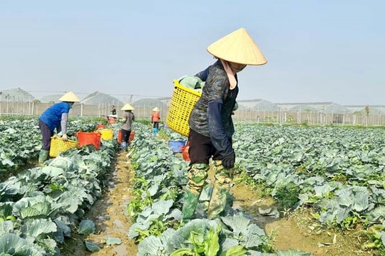 Joy in winter crop fields