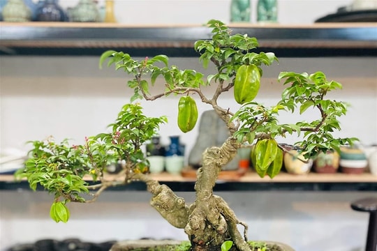 Những loài quả mọc đầy ở vùng nông thôn nay được "nâng tầm" thành cây cảnh đắt tiền