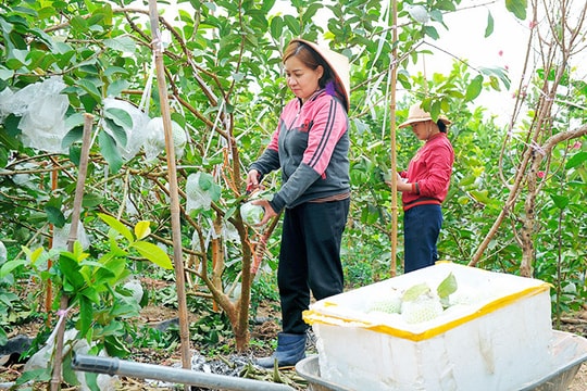 Ổi Liên Mạc vào vụ Tết