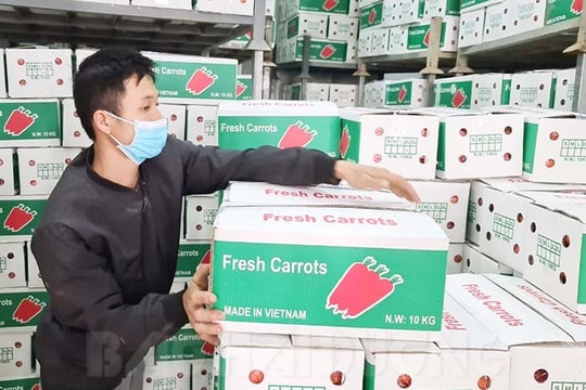 Hướng dẫn bảo quản cà rốt