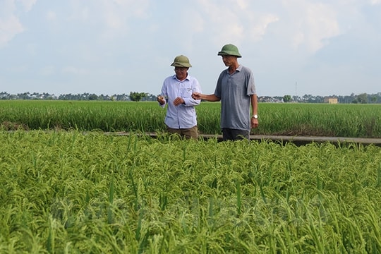 ​237 hộ tích tụ ruộng đất sản xuất quy mô lớn