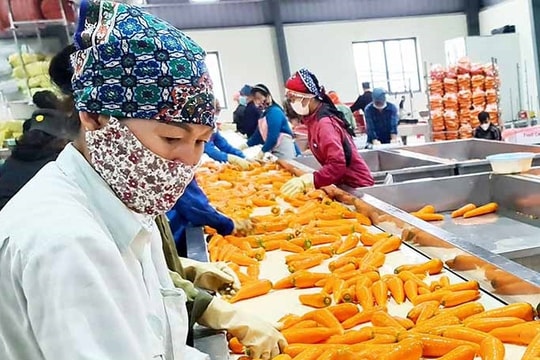 Vựa cà rốt vào vụ xuất khẩu