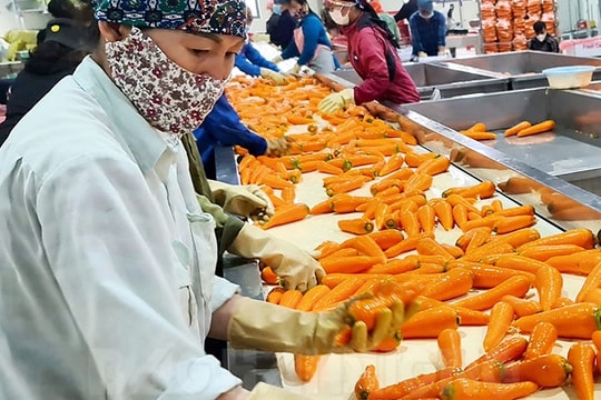 Duc Chinh carrot plantation enters export season