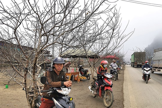 "Đào rừng" có thật từ rừng?