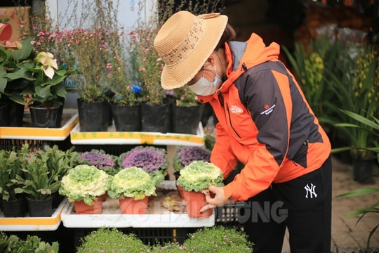 Lạ mắt hoa cải bắp bày bán dịp Tết