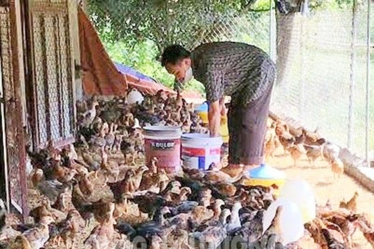 Gà đồi Chí Linh tiêu thụ thuận lợi