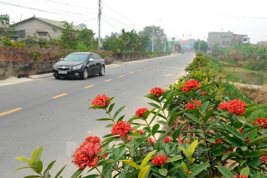 Những đường hoa đẹp ở An Lâm
