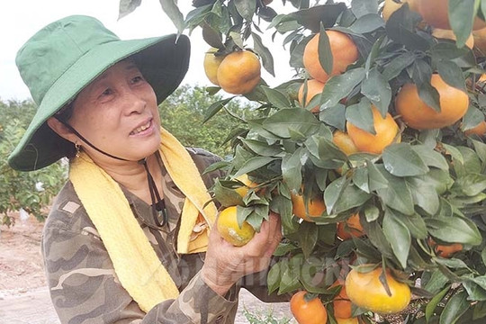 Kinh Môn tiêu thụ nông sản thuận lợi nhờ OCOP 