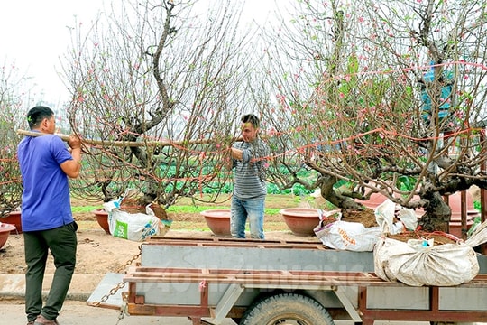 Peach capital’s Tet season begins