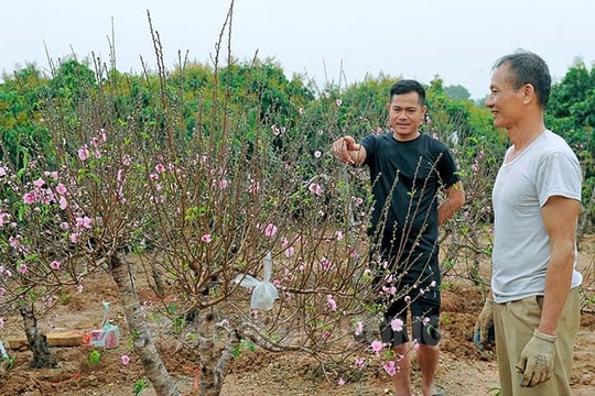 Đào, mai rừng Chí Linh khoe sắc, đón xuân