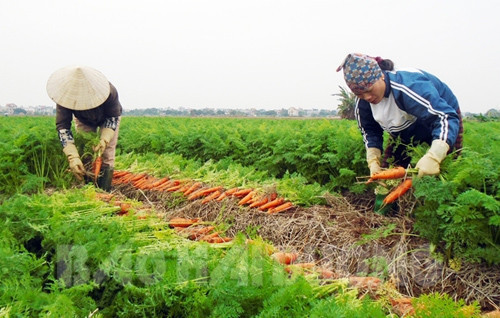 Phát triển kinh tế tập thể hiệu quả, bền vững