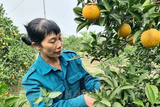Cam Thất Hùng “cháy” hàng
