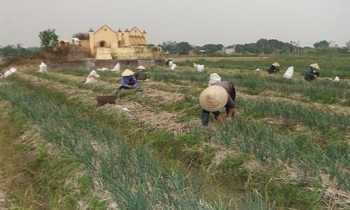 Giá hành Nam Sách cao gấp 3 lần
