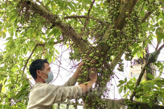 "Săn" trái cây bày mâm ngũ quả ngày Tết