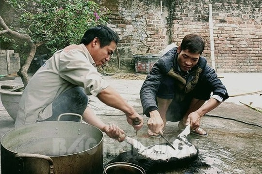 Eng éc lợn kêu ngày Tết