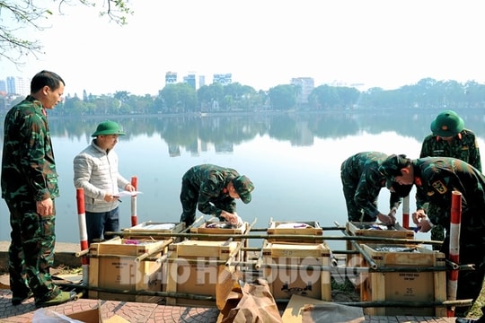 Háo hức pháo hoa đêm giao thừa