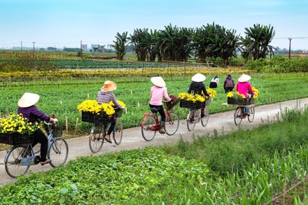 Ngõ nhỏ xuân về