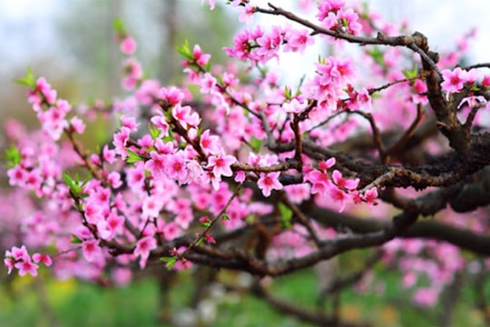 Xuân về nhớ Bác