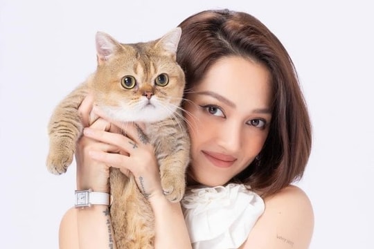 Những chú mèo đắt đỏ, đáng yêu được sao Việt cưng chiều