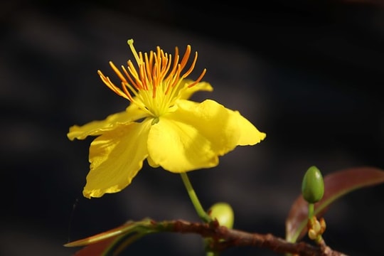 Yellow apricot blossom – flower of traditional Tet