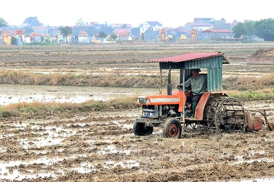 Rộn ràng đồng ruộng vào vụ đông xuân