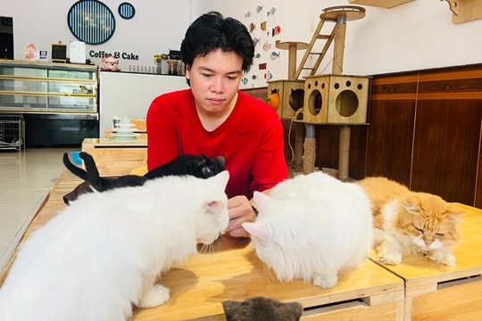 Thú chơi mèo cảnh