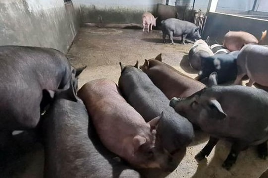 Cho lợn ăn 10 loại dược liệu quý, nông dân Bắc Giang thu về cả triệu USD