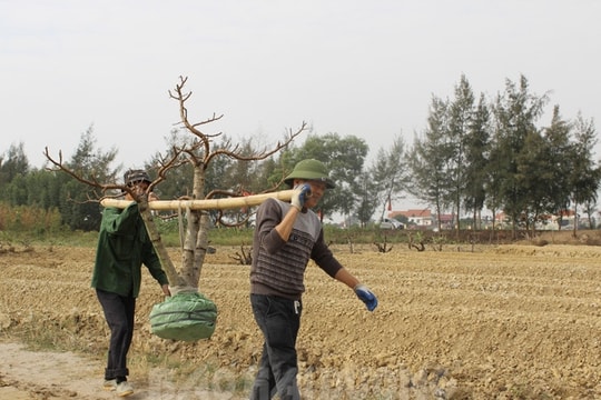 Nông dân Phù Liễn tất bật trồng đào sau Tết
