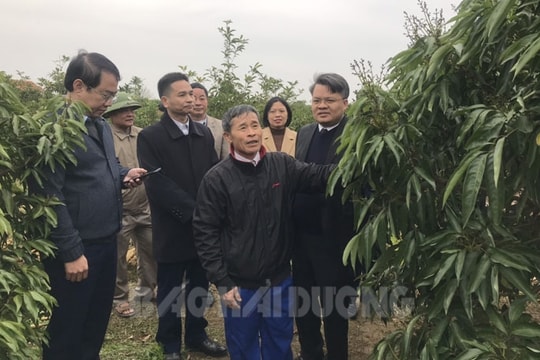 Thời tiết thuận lợi cho vải thiều ra hoa