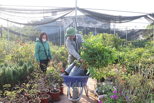 Nhộn nhịp làng cây giống thôn Phù Tinh