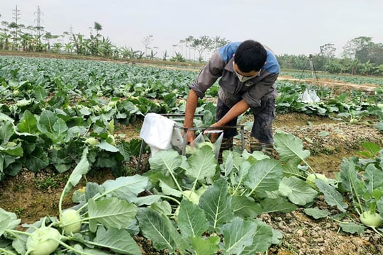 Thu hoạch 70% diện tích cây vụ đông