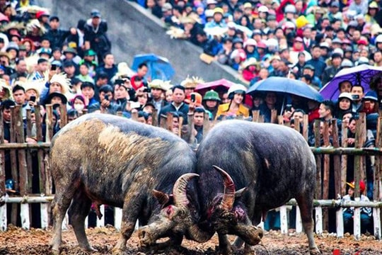 Lễ hội chọi trâu Hải Lựu mở lại, không bán vé vào xem