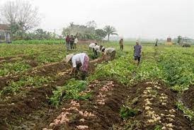 Gần 80 ha khoai tây ở Tứ Kỳ được bao tiêu