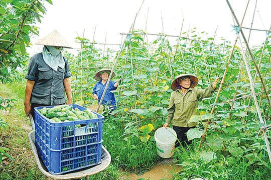 Hồng Lạc phát triển mạnh mẽ theo hướng văn minh, hiện đại